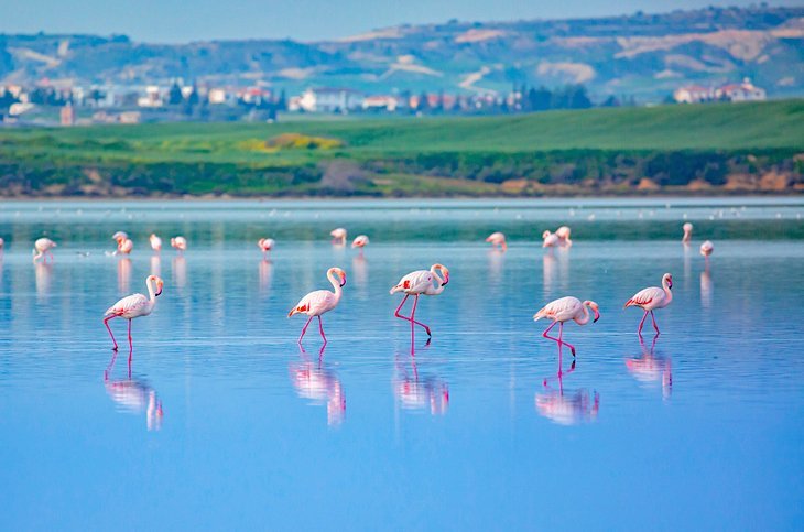 Larnaca Salt Lake
